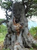 ������������ ���� ������� ����